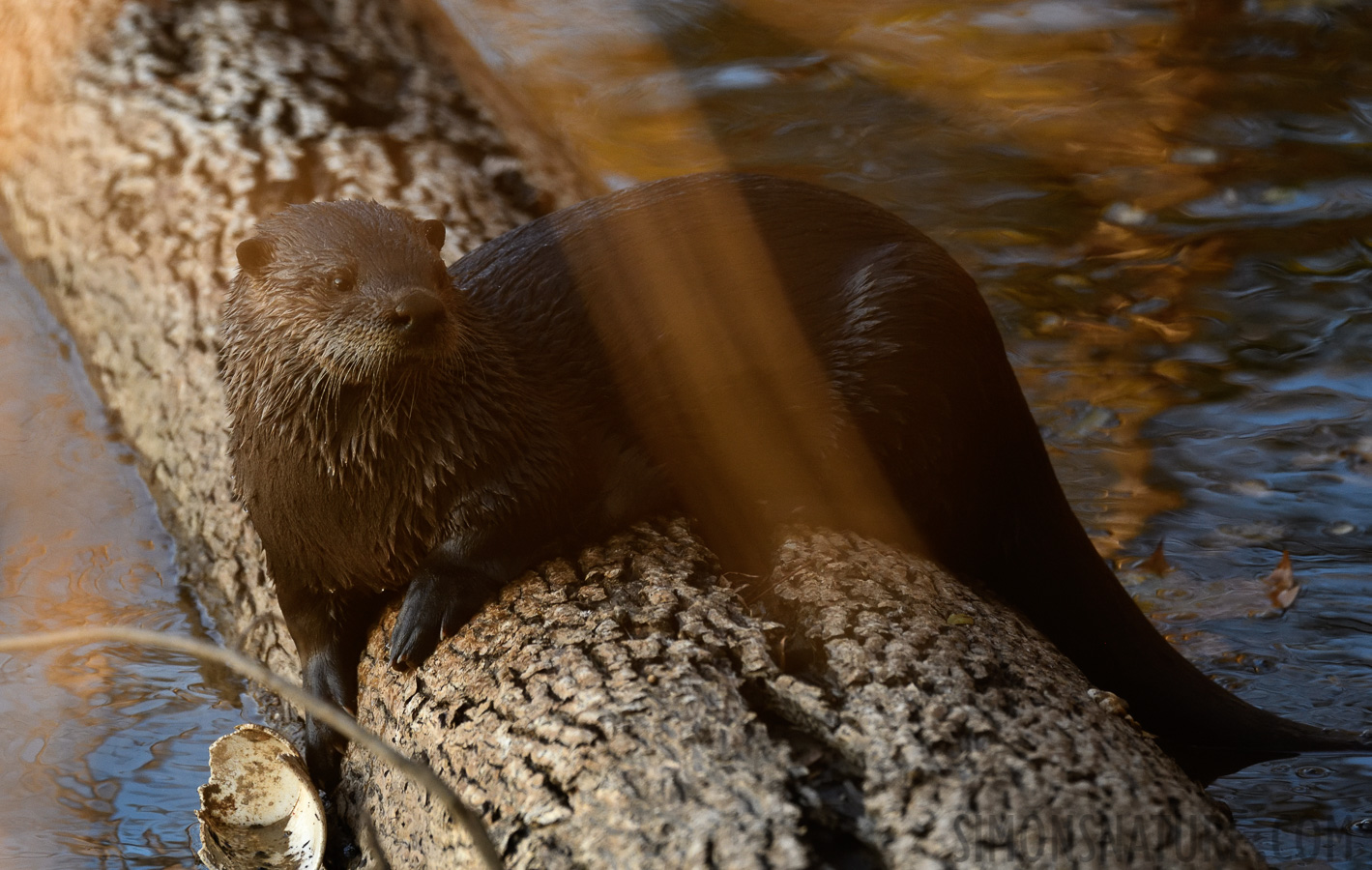 Lontra canadensis lataxina [400 mm, 1/500 sec at f / 7.1, ISO 1600]